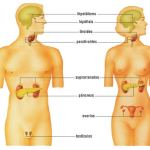 Take care of your glands (thyroid, adrenals, etc.)