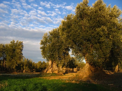 History of Olive Oil