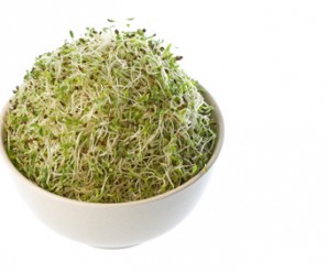 Organic Alfalfa Sprouts