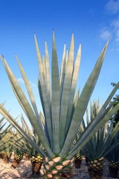 Agave Inulin to treat Gastritis, Colitis, Constipation, High Cholesterol, Weight loss, etc.