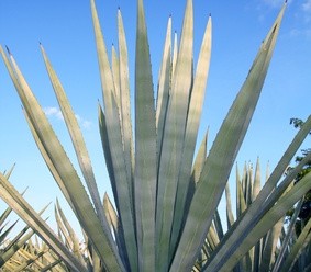 Agave tequilana plant for Mexican tequila liquor