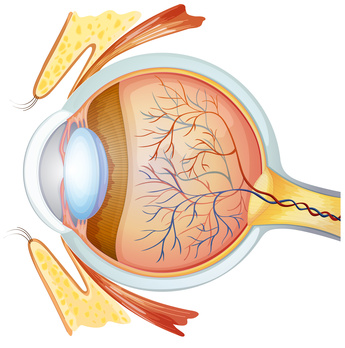 Glaucoma: Causes and Natural Treatment