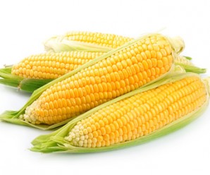 Corn isolated