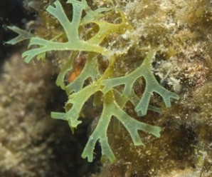alga